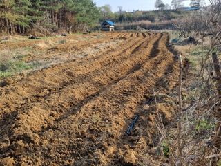 이왕용님의 참깨 · 영농일지 작성글 사진