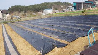 최춘득 청대산 님의 기타작물 · 영농일지 작성글 사진