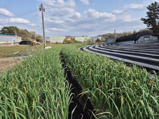 착한농부 안병하님의 기타작물 · 영농일지 작성글 사진