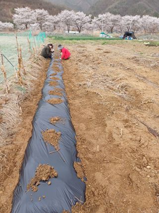 남궁봉님의 기타작물 · 영농일지 작성글 사진