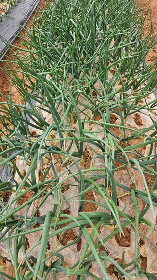 김홍환님의 마늘 · 영농일지 작성글 사진