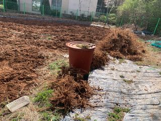 백용구님의 두릅 · 영농일지 작성글 사진