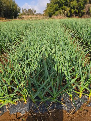 소병기 정직한농장님의 마늘 · 영농일지 작성글 사진
