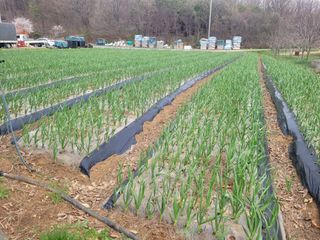 김정은님의 기타작물 · 영농일지 작성글 사진