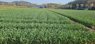 구춘봉님의 마늘 · 영농일지 작성글 사진