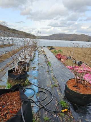 김재현님의 블루베리 · 영농일지 작성글 사진