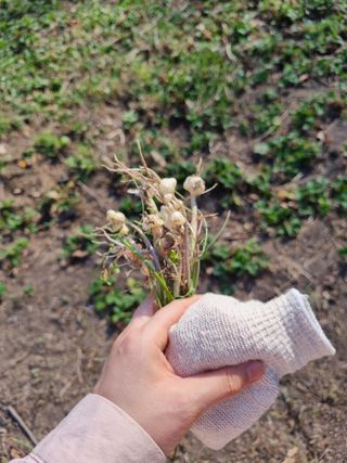 새싹님의 기타작물 · 영농일지 작성글 사진