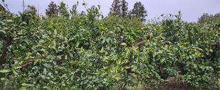 김형철님의 기타작물 · 영농일지 작성글 사진