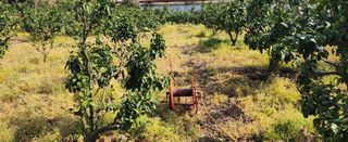 김형철님의 기타작물 · 영농일지 작성글 사진