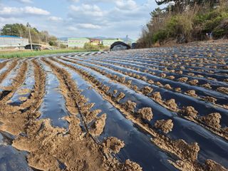 착한농부 안병하님의 기타작물 · 영농일지 작성글 사진