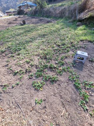 새싹님의 기타작물 · 영농일지 작성글 사진