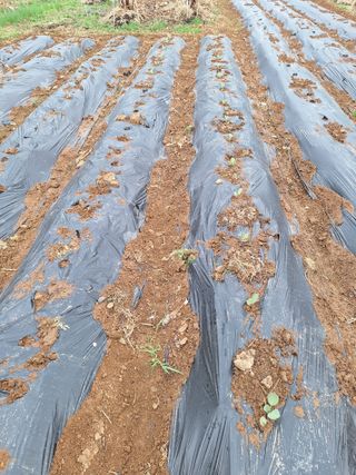 정희군님의 기타작물 · 영농일지 작성글 사진