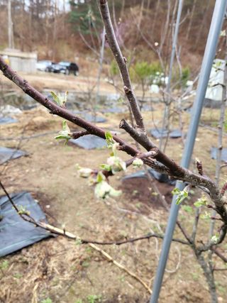 라이프님의 기타작물 · 영농일지 작성글 사진