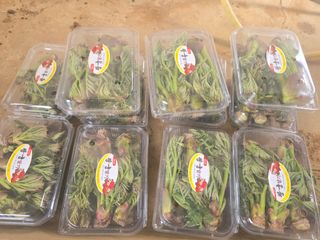 소병기 정직한농장님의 마늘 · 영농일지 작성글 사진