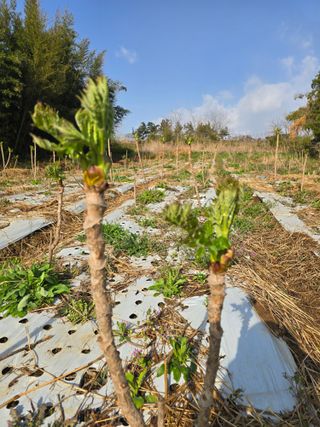 소병기 정직한농장님의 마늘 · 영농일지 작성글 사진