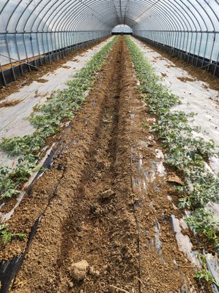 김저팔계님의 기타작물 · 영농일지 작성글 사진