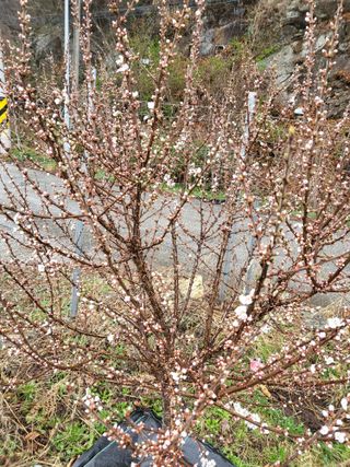 라이프님의 기타작물 · 영농일지 작성글 사진