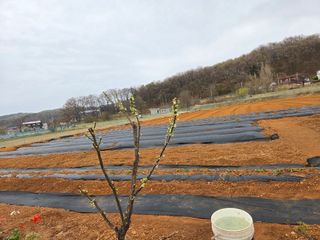 류승원님의 기타작물 · 영농일지 작성글 사진