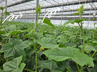 태이린팜님의 오이 · 영농일지 작성글 사진