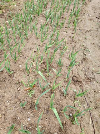 라이프님의 기타작물 · 영농일지 작성글 사진