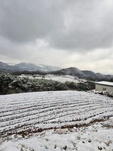 팜모닝 옥수수·영농일지 게시글 이미지