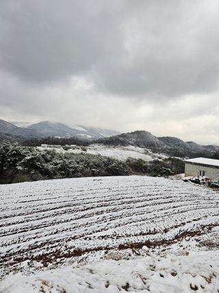 단양아짐님의 옥수수 · 영농일지 작성글 사진