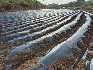 착한농부 안병하님의 기타작물 · 영농일지 작성글 사진