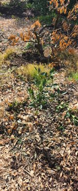 팜모닝 기타작물·영농일지 게시글 이미지