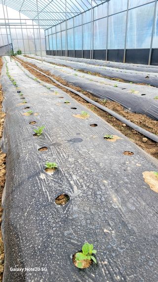 제주농부님의 고추 · 영농일지 작성글 사진