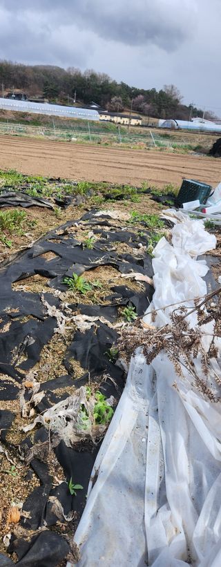 스마일00님의 기타작물 · 영농일지 작성글 사진