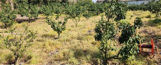 김형철님의 기타작물 · 영농일지 작성글 사진