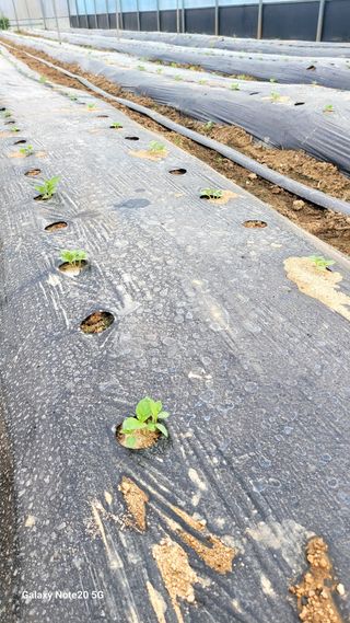 제주농부님의 고추 · 영농일지 작성글 사진