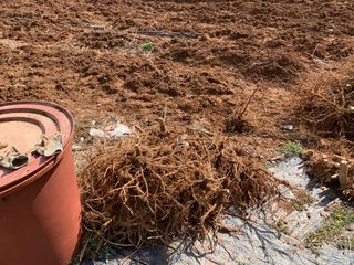 백용구님의 두릅 · 영농일지 작성글 사진