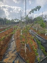 팜모닝 마늘·영농일지 게시글 이미지