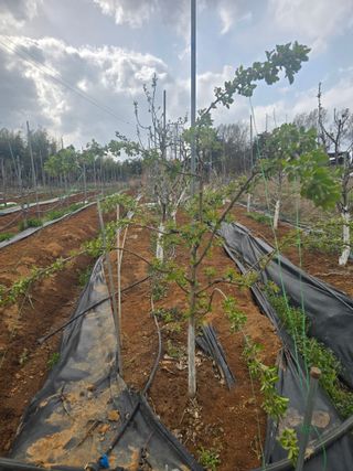 소병기 정직한농장님의 마늘 · 영농일지 작성글 사진