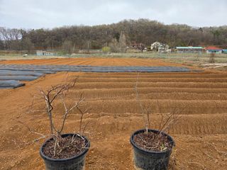 류승원님의 기타작물 · 영농일지 작성글 사진