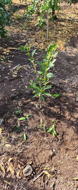 김형철님의 기타작물 · 영농일지 작성글 사진