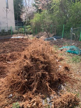 백용구님의 두릅 · 영농일지 작성글 사진