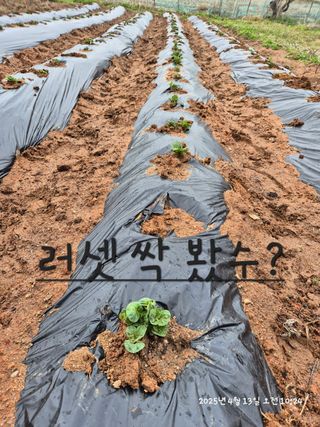 알 수 없음님의 감자 · 영농일지 작성글 사진