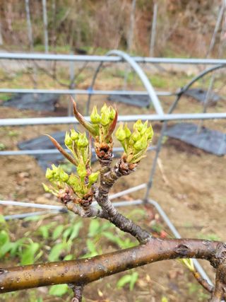 라이프님의 기타작물 · 영농일지 작성글 사진