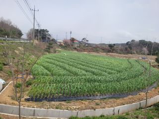 김정은님의 기타작물 · 영농일지 작성글 사진