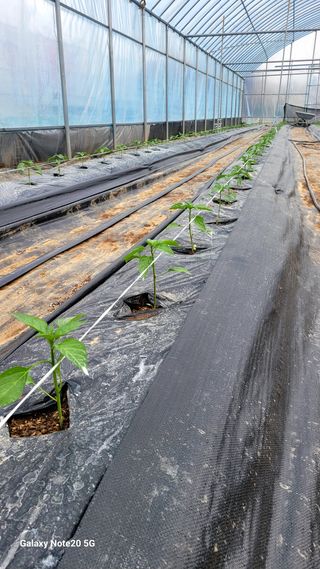 제주농부님의 고추 · 영농일지 작성글 사진