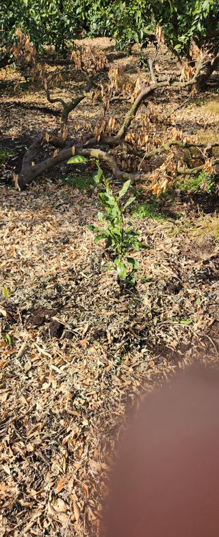 김형철님의 기타작물 · 영농일지 작성글 사진