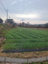 팜모닝 기타작물·영농일지 게시글 이미지