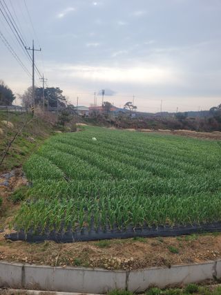 김정은님의 기타작물 · 영농일지 작성글 사진