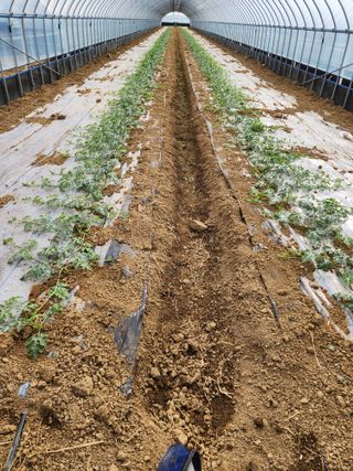 김저팔계님의 기타작물 · 영농일지 작성글 사진