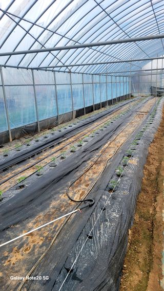 제주농부님의 고추 · 영농일지 작성글 사진