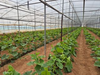 이일균님의 호박 · 영농일지 작성글 사진