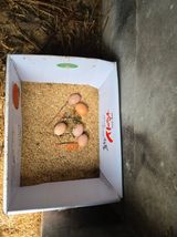 팜모닝 기타작물·영농일지 게시글 이미지