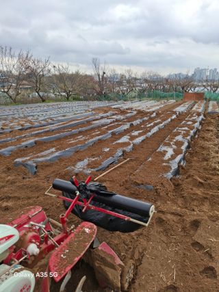 행복한누룩님의 참깨 · 영농일지 작성글 사진